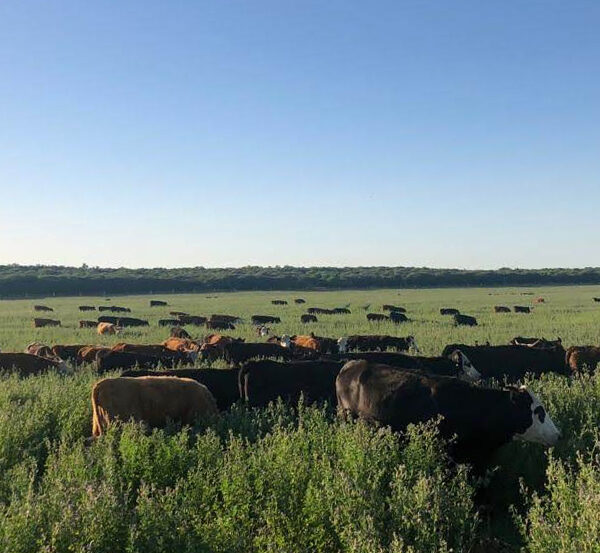 6350 Hectáreas en La Maruja