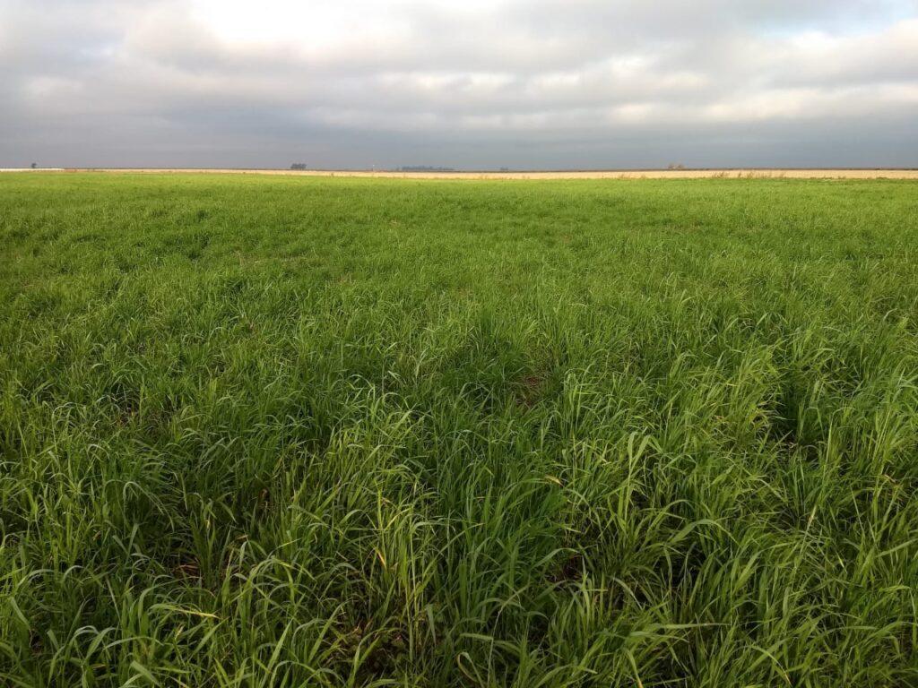 458 Hectáreas en Vicuña Mackenna
